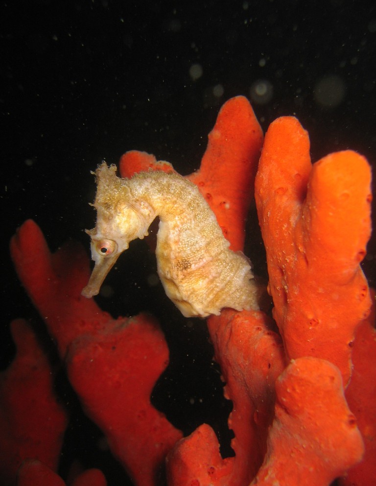 Hippocampus whitei